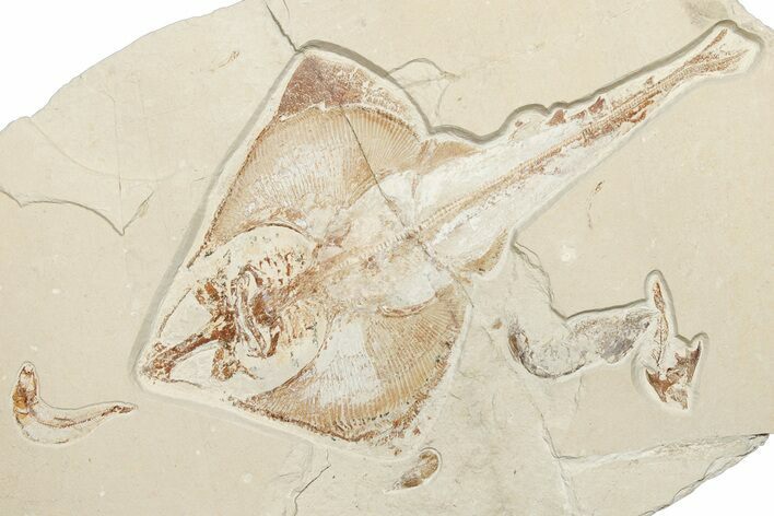 Cretaceous Ray (Rhombopterygia) Fossil With Fish & Shrimp #201862